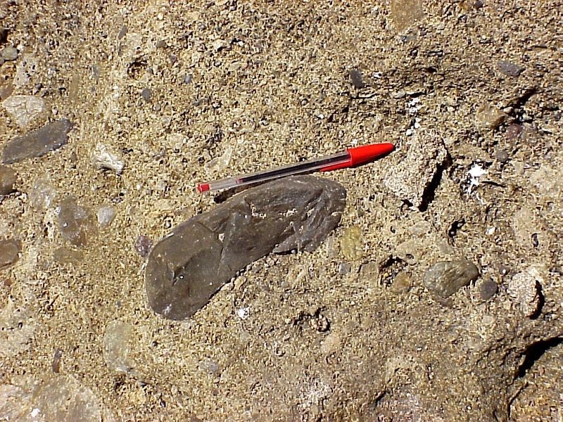 Sandstone boulder embedded in a raised fossil beach at the Gorham's Cave Complex.